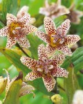 tricyrtis-white-spotted