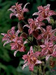 tricyrtis_formosana_dark_beauty_75_20130909_1454131702