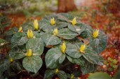 trillium-luteum