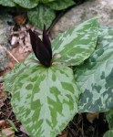 trillium_cuneatum_1_1360657819