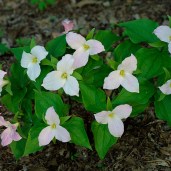 trilliumgrandiflorum_jb_1_lg