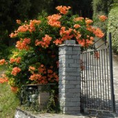 trumpet-vine-indian-summer_UK_500_0001583