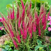 veronica-red-fox-speedwell_1