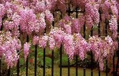 wisteria_pink_1200x1200