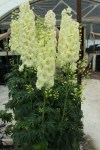 yellow-dwarf-img_1998_1280o