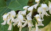 yellowwoodflwh