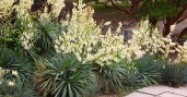 yucca-filamentosa-1200-630-FB-03312019-min