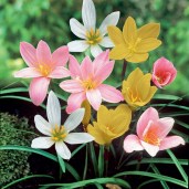 zephyranthes-rain-lily-mix