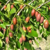 zizifus-udlinennyj-324x324