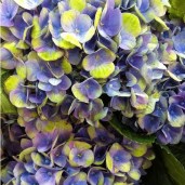 Гортензия-hydrangea-Magical-Coral-Blue