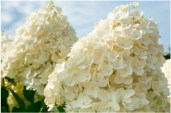 Гортензия-метельчатая-Summer-Snow-600x399