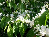 Жимолость_маака_1