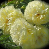 Пион-Lemon-Chiffon-Пион-Лемон-Шиффон