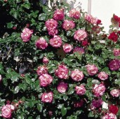 Роза-Harlekin-6120