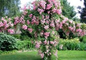Роза-New-Dawn-Роза-Нью-ДоунSommerset-Rose-Nursey1
