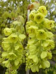 Фото-корилопсис-малоцветковый1