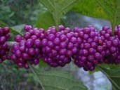 загружено97
