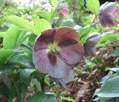 東方菟葵_Helleborus_orientalis_Slaty_Blue_Strain_-比利時_Leuven_Botanical_Garden,_Belgium-_(9261992322)