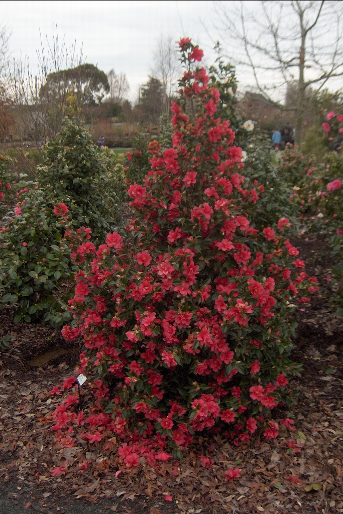 3881 Camellia Freedom Bell