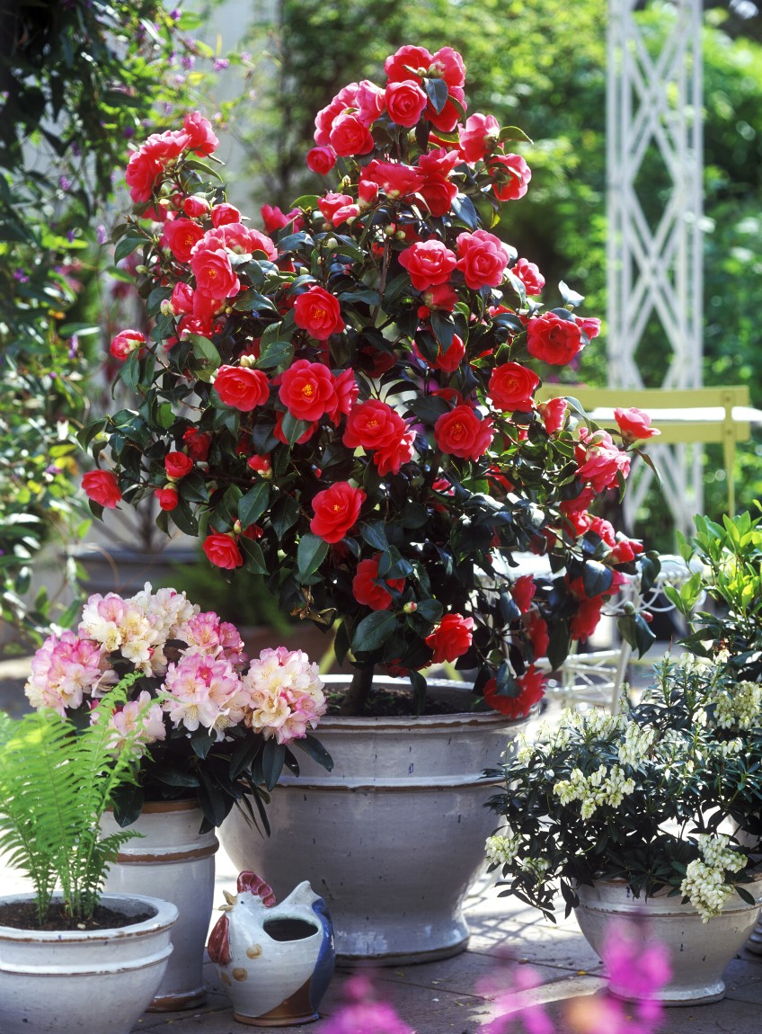 camellia PL14020040