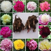 10-Seeds-pack-Chinese-font-b-peony-b-font-seeds-flower-font-b-peony-b-font8