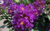 11808-Purple-Magic-Crape-Myrtle