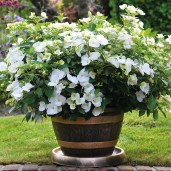 200478A-HYDRANGEA-RUNAWAY-BRIDE-INTERNAL