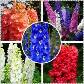 200pcs-bag-Delphinium-Seeds-font-b-beautiful-b-font-Flower-seeds-potted-plants-bonsai-seeds-for8