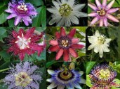 92129508_PassiflorauhodCvetokstrastocvet