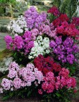 Phlox_paniculata_mixed_6239_10338_1280_1280