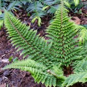 Polystichum_setiferum_Plumo-densum_0014258__20705