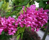 Robinia_pse_Purple_Robe_big