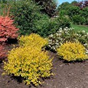 bereza-karlikovaya-03-500x500