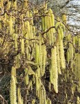 corylus-avellana-contorta-tree-p616-7616_image