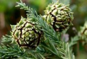 cryptomeria_japonica_LGBG_07s-300x204