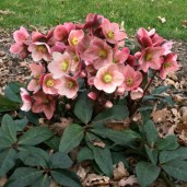 csm_schneerose_pink_frost_garten_fruehlingsblueher_2a139d41b1