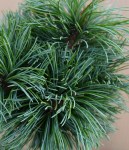 0007661_japonski-beli-bor-schoons-bonsai
