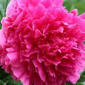 086_original74