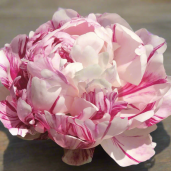 0C3882AE-63F9-4838-ABB9-45C7DA9437F9(1)