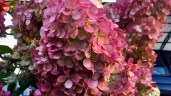 1-hydrangea-paniculata-samarskya-lydia