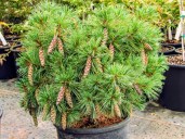 1.-Pinus-strobus-Coney-Island