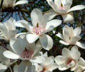 100e364c63d8422a822148a18eaf2e513