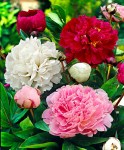 11699-00-BAKI_20160524082329