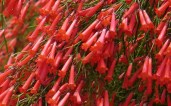 12954-Firecracker-Plant