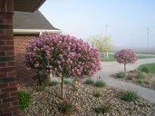 1709377882_bigfoto-name-p-shtambovaya-siren-v-landshaftnom-dizaine-4