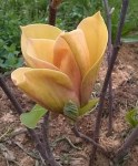 3034006276_w700_h500_magnoliya-bruklinskaya-dzhudi