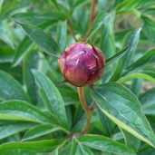 484148250_623999377050793_132662677022974784_n