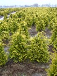 532_0_chamaecyparis-lawsoniana-stardust-100-120-cm-mit-ballierungGJM1C7YiNwVnB_600x600