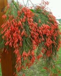 5413453-russelia-equisetiformis-koralovy-dest-B4-5-240x300