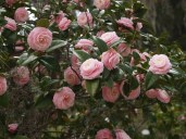 5445e7a4a3405c9c317ce7db4fd310a3--camellia-japonica